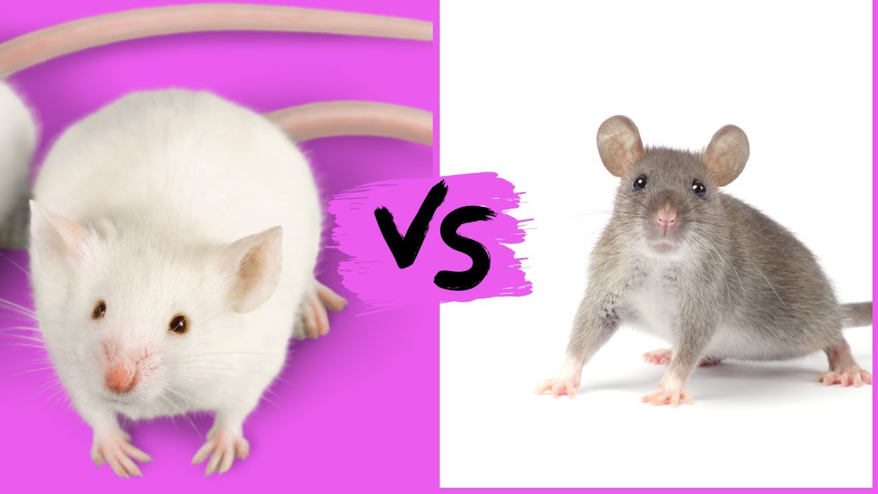 Difference Between Mice And Rats, Difference Between A Mouse And A Rat ...