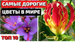 ТОП 10 | САМЫЕ ДОРОГИЕ ЦВЕТЫ В МИРЕ | САМЫЕ КРАСИВЫЕ ЦВЕТЫ В МИРЕ | самые красивые цветы в мире