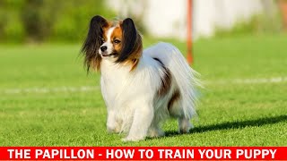 THE PAPILLON - HOW TO TRAIN YOUR PUPPY