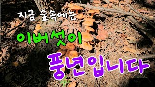 🍄🍄동네 야산에 이버섯이 풍년입니다