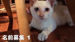 【子猫】名前募集1