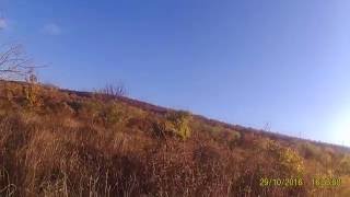 Epagneul breton Mokka (Amrita ot Nachev farm) pheasant hunting