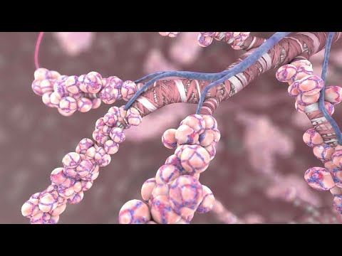 How does oxygen move through the lungs?
