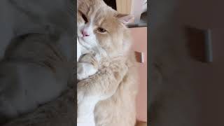 【癒され動画】猫と添い寝したい人の為の30秒動画【かわいい猫】