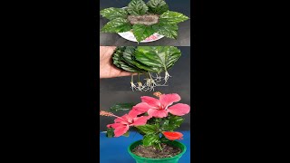 Propagate Hibiscus from leaves in sand#Shorts