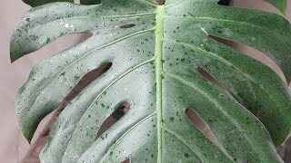 Replante da monstera deliciosa ou costela de Adão 🌵🌱🪴