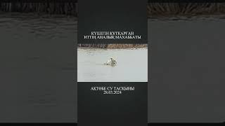 Күшігін құтқарған иттің аналық махаббаты | Ақтөбе су тасқыны 28.03.2024