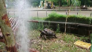 【天王寺動物園】アルダブラゾウガメの水浴び