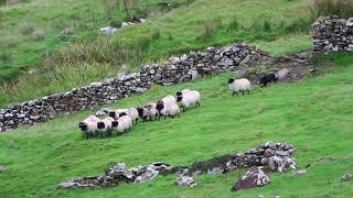 Silvy, the Border Collie - Herding Sheep at Killary Sheep Farm