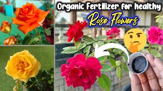 Organic Fertilizer for healthy Rose flowers | Rose plant Care | గులాబీలు బాగా పూయలంటే ఇలా చేయండి