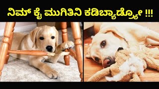 ಮನೆ ವಸ್ತುಗಳು ನಾಯಿ ಬಾಯಿಗೆ ತುತ್ತಾಗುವ ಮುನ್ನವೇ ಈ ವಿಡಿಯೋ ನೋಡಿ