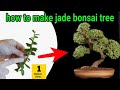 how to make Jade plant bonsai for cutting | jade bonsai | jade bonsai tree | jade plant bonsai