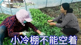 【胖嫂show】胖嫂拿小白菜下面条，味道如何？“三伏”还没到，她已想好卖啥了