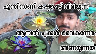 ആമ്പൽ പൂക്കളുടെ നിഗൂഢ രഹസ്യം | Waterlily for sale 9809806874 | Waterlily care Malayalam