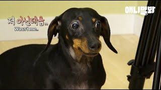 범인으로 지목되자 자기는 아니라면서 동공엔 지진 온 닥스훈트ㅋㅋ ㅣ Suspect Dachshund Dog With Shifty Eyes Insists She's Innocent