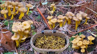 เก็บเห็ดแตรขาเหลือง,เห็ดดำขาเหลือง Winter Chanterelle🏴󠁧󠁢󠁥󠁮󠁧󠁿