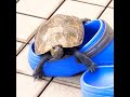 サンダルを占領するイシガメ🐢