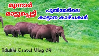 മാട്ടുപ്പെട്ടിയിലെ കാട്ടാനകൾ | Elephant in Mattupetty | Munnar  | Mattupetti | Munnar Travel Guide