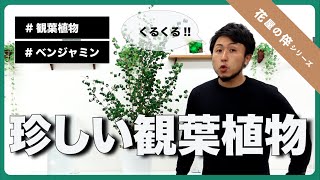 ＜花屋の倅＞レアな観葉植物をご紹介｜フィカス・ベンジャミン・バロック