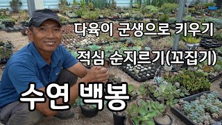 다육이 예쁘게 군생으로 키우기 적심 순지르기(꼬집기)