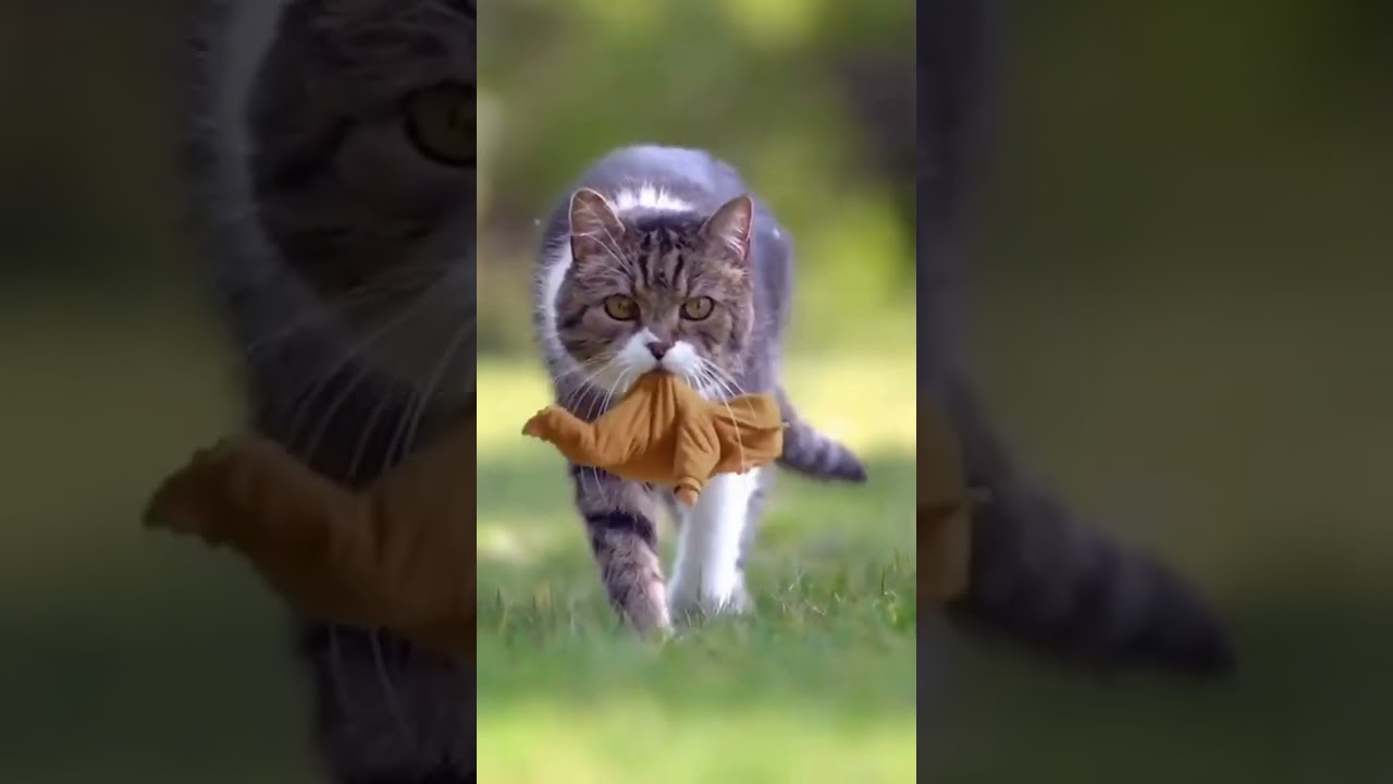 Cute Cat #shorts - YouTube