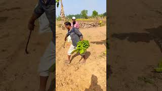 Banana  Cutting skill  (#ep-28) #shorts #trending #banana 🍌🍌#farming #banana #shorts