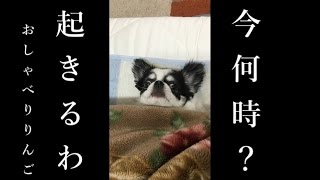 チワワのりんご～ブサ可愛いおしゃべり犬～　まるで人のように眠る・・。