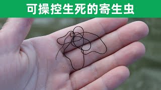 可掌控螳螂生死的寄生虫：铁线虫