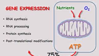 BIOESSAYS: Mitochondria and the non-genetic origins of cell-to-cell variability