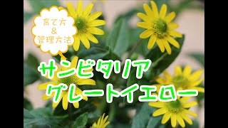 おすすめ植物～4月22日 サンビタリア　グレートイエロー　育て方　管理方法♪　#サンビタリア #寄せ植え #花壇 #園芸 #flower #ガーデニング #flowers #beauty #植物