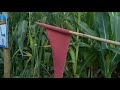 cyrus visit aaron in stanford millets farm maize maze part4