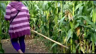 Cyrus visit Aaron in Stanford, Millets Farm/Maize Maze Part4