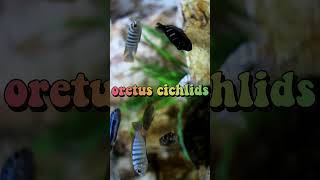 cichlids fish oretus cichlids assorted cichlids shorts#short#SHORT#MRT#cichlidsfish#oretuscichlids#1
