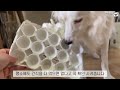 🥚달걀판으로 노즈워크 만들기🥚