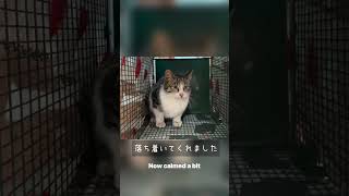 #tnr活動 #猫ボランティア#不妊去勢