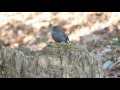 自然環境保全センター 自然観察園のクロジ（雄・若鳥）とシロハラ（雄）その１（4k動画）