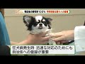 狂犬病－予防接種が唯一の対策 獣医師「発症すれば人も動物もほぼ１００パーセント亡くなる」 動物愛誤 經濟損害 自然破壊.生態破壞 製造車禍.傷人 アニマルホーダー 狂犬病.rabies