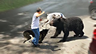 10 Dog Breeds That Can Defend You From A Bear
