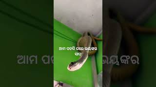 ବାପ୍ରେ ବାପ୍ ସାପ କି ହଇରାଣ କଲା # snake