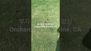 얼바인, 부자 동네 가난한 양심/Dog's Poop on the Grass in Irvine Orchard Hills School Park, Irvine