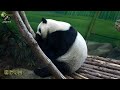 20200906 圓仔可愛迷人的腳腳 the giant panda yuan zai