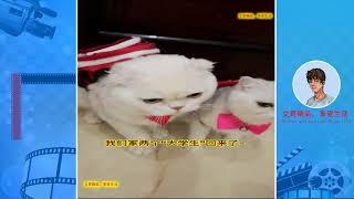 Funny cat！现在的猫咪都成精了，会说话，会逗笑！P5