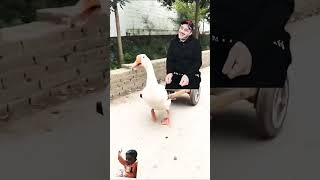 Duck Funny #explore #foryou #funny #video #youtubeshorts #tiktok #trending #duck #viral #shorts