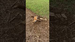 Trapping fox