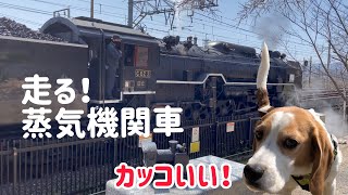 【ビーグル犬さつき】蒸気機関車が横を走る公園でお散歩♪ Satsuki the Beagle