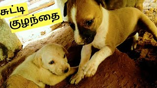 அழகிய நாய் குட்டிகள் | #dogs | Tamilnadu dogs