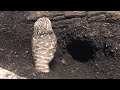 アナホリフクロウが穴を掘る様子 burrowing owl