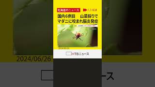 国内6例目　50代男性が山菜採りでマダニに足をかまれ脳炎を発症　手足のしびれ　意識障害あり重体　札幌　#shorts