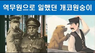 [감동실화] 역무원이 된 '개코원숭이' 이야기∥국내 최초로 공개하는 'The Railway Signal'