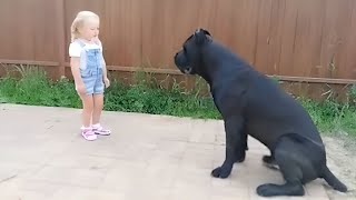 The Baby Met a Giant Dog in the Street but What He Did Was Amazing
